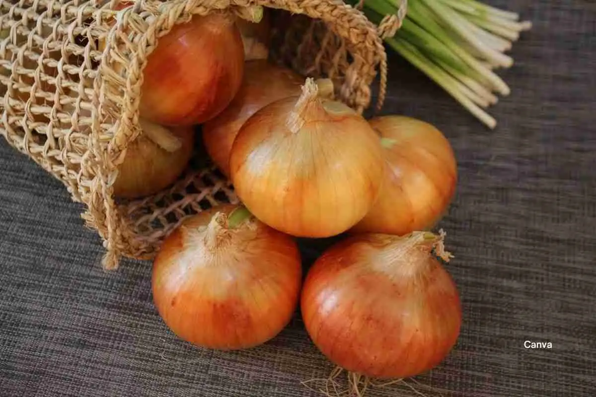 Onions for Onion Tart