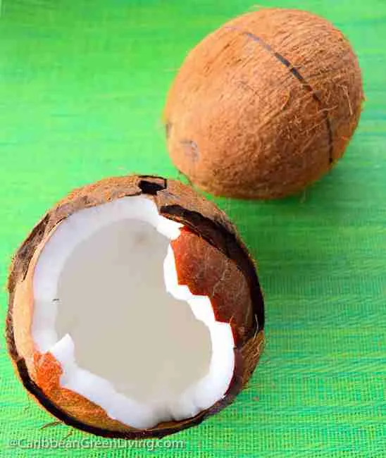 coconut