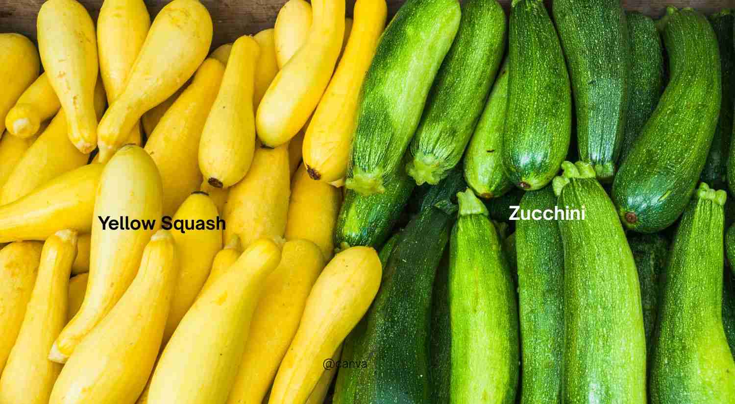 Summer Squash - zucchini and yellow squash