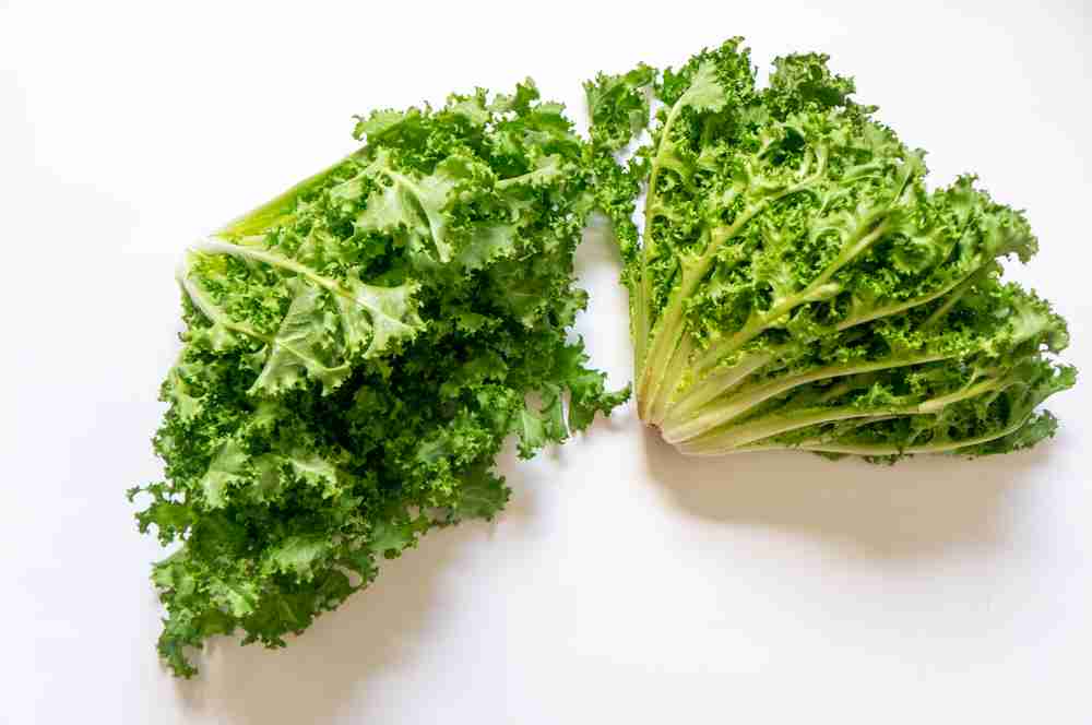 Curly Endive