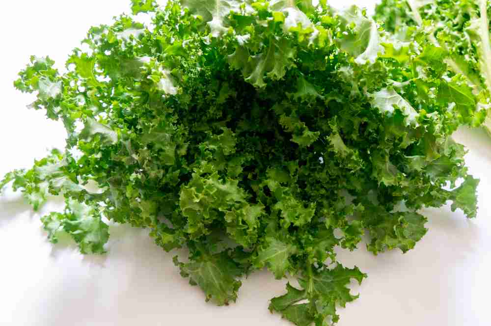 Curly Endive