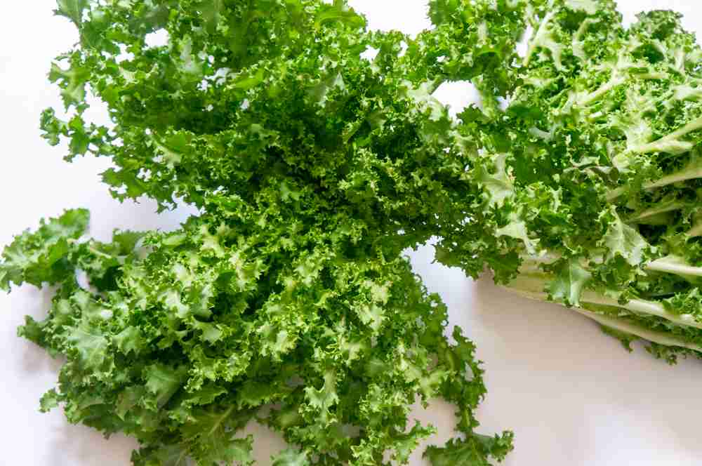 Curly Endive