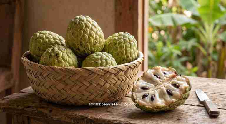 What Is Cachiman? Haiti's Custard Apple Explained 26 Ripe cachiman fruit with creamy white flesh and dark seeds