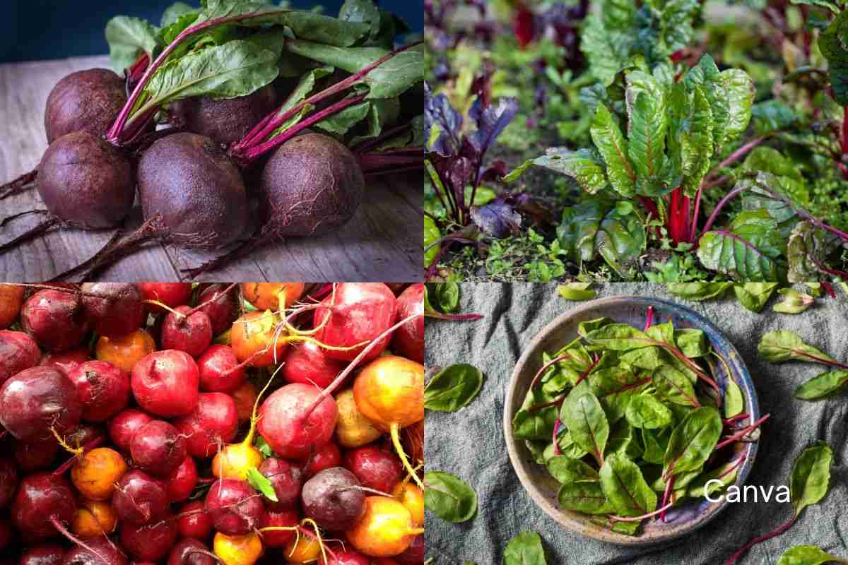Beet Greens: Benefits & How To Eat Them 1 Beet Greens: Benefits & How To Eat Them