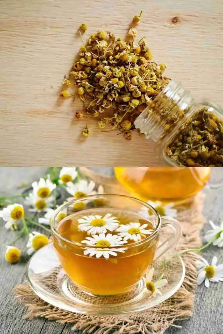 7 Reasons To Drink Chamomile Tea
