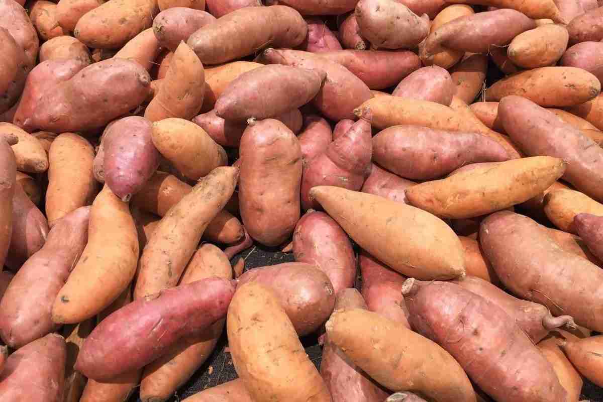 sweet potato bake
