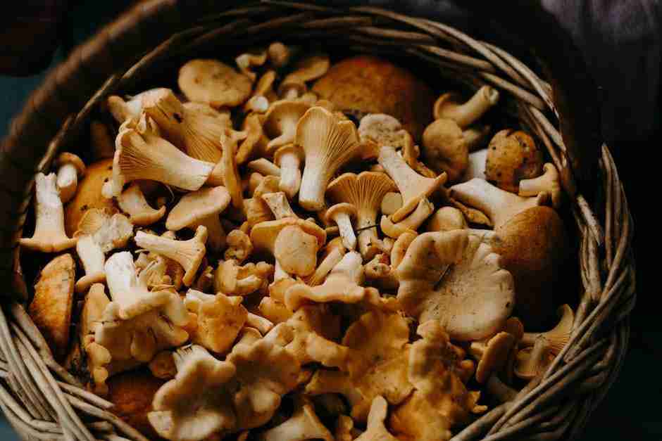 How to Clean Mushrooms and Recipes Guide 3 How to Clean Mushrooms and Recipes Guide