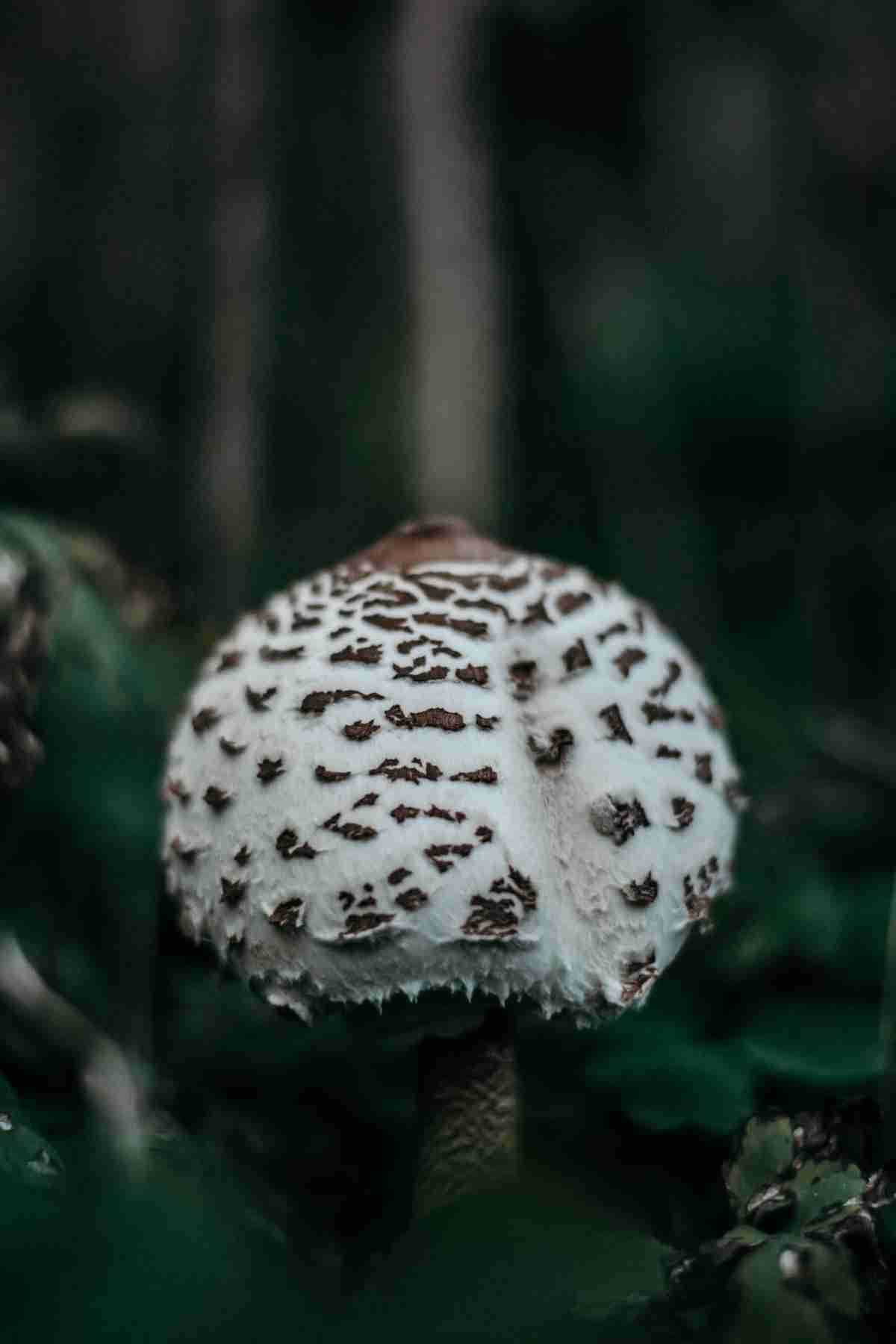 How to Clean Mushrooms and Recipes Guide 1 How to Clean Mushrooms and Recipes Guide