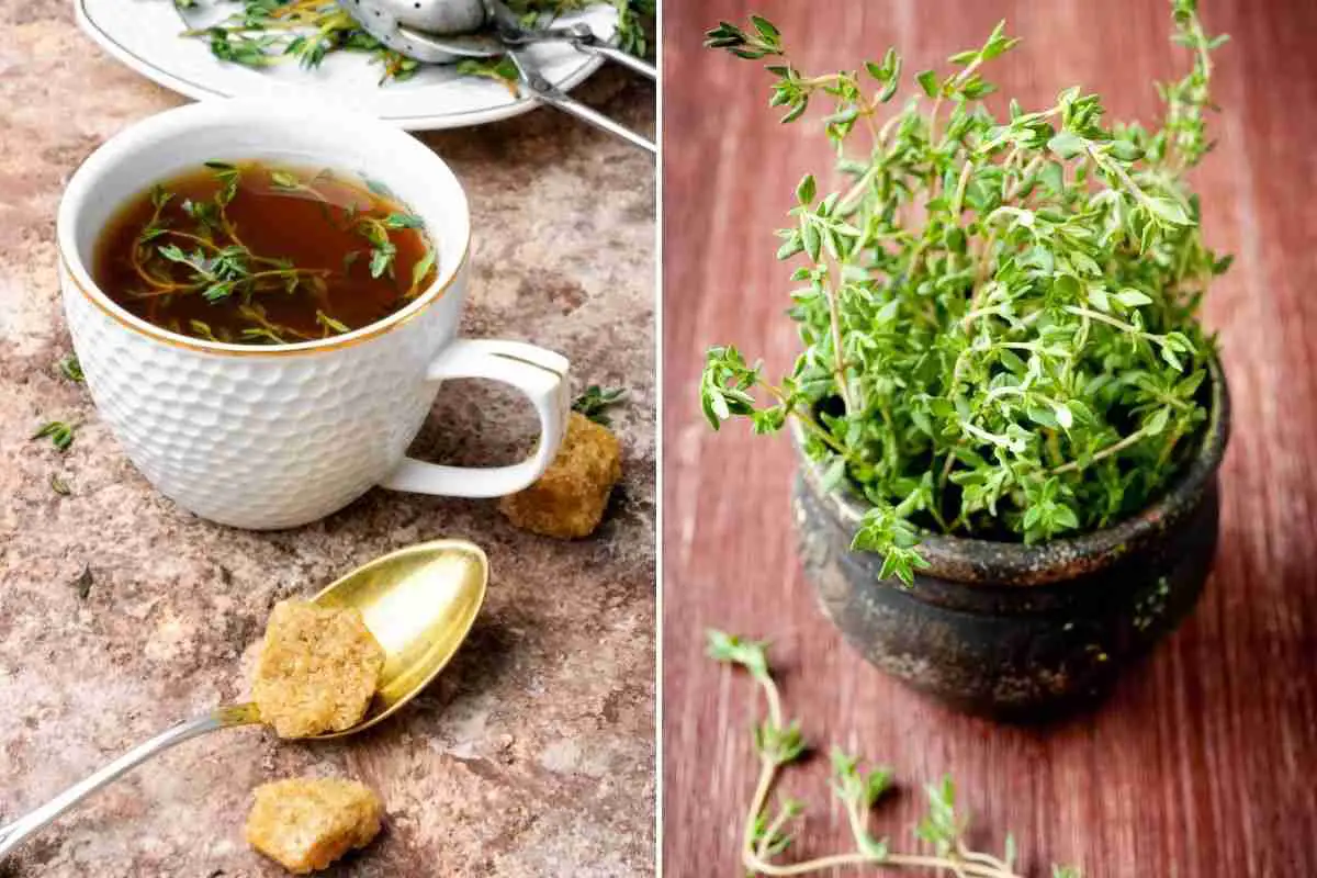Thyme-lessly Delicious: Cultivating and Cooking with This Fragrant Herb