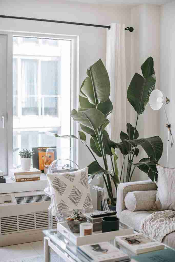Decorative Plant on Living Room