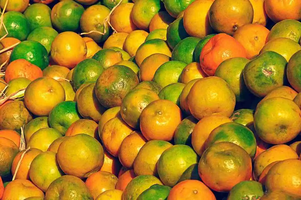 sour oranges