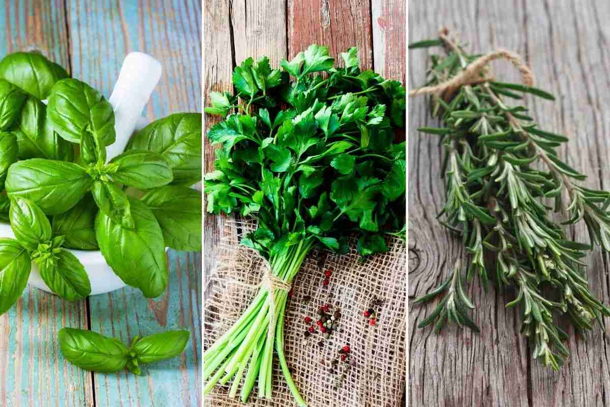 Herbs: Basil, Parsley, Rosemary