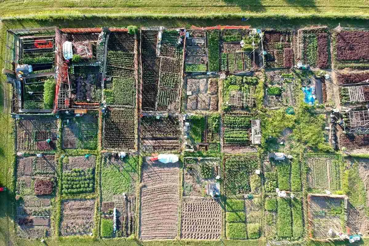 Beyond Organic: Embracing Naturally Grown Produce in the Caribbean