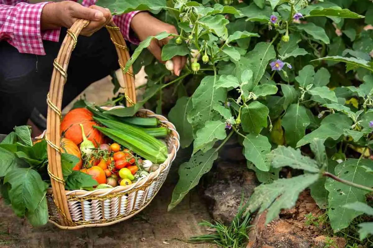 Beyond Organic: Embracing Naturally Grown Produce in the Caribbean