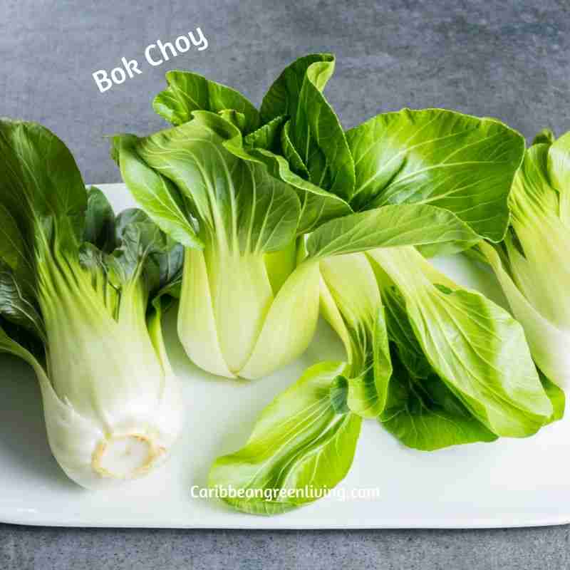 Bok Choy