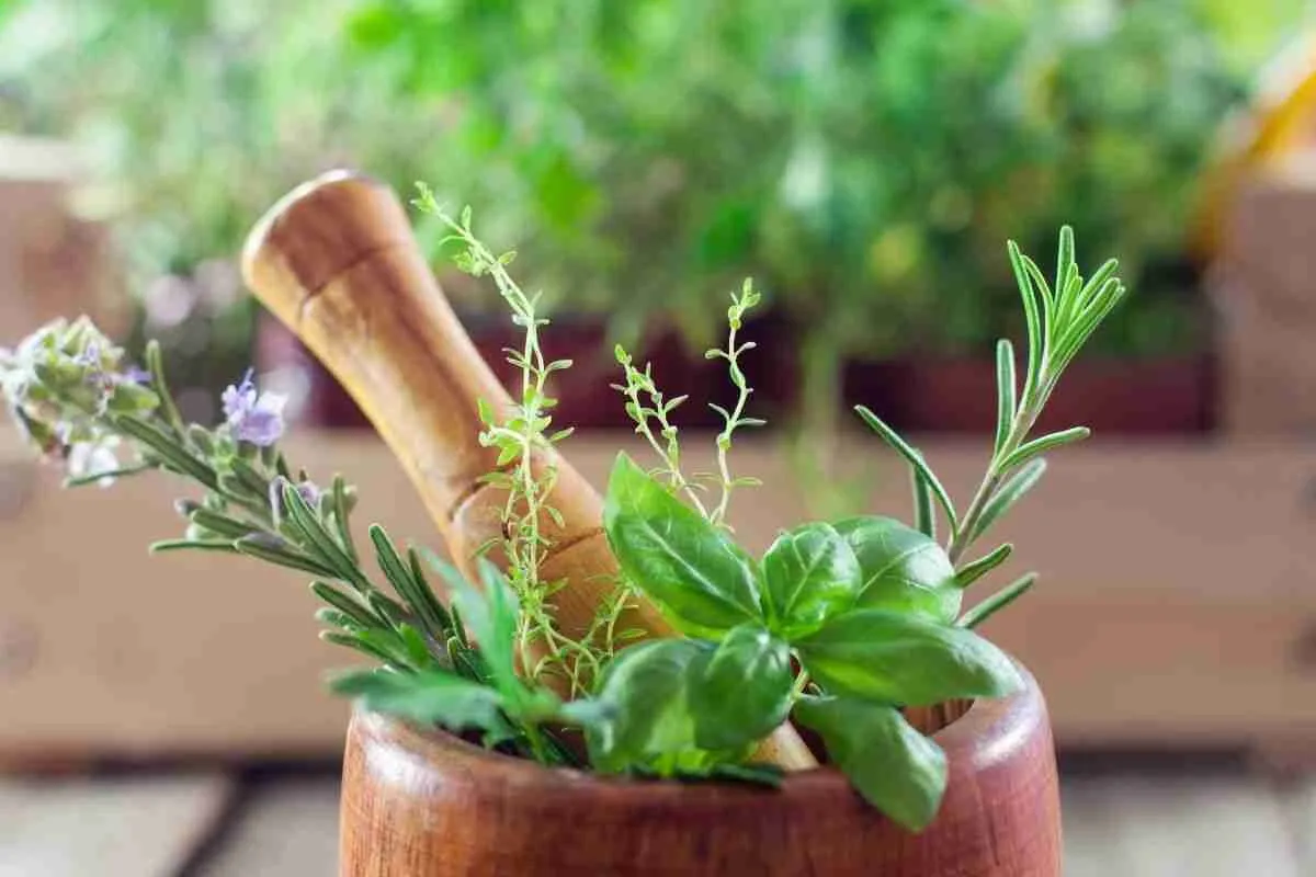 Herbs