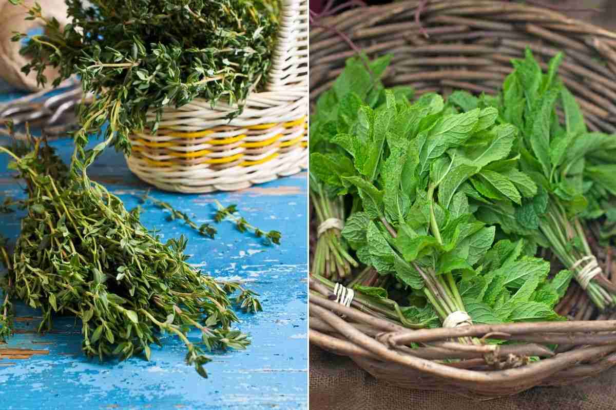 Herbs: Thyme and Mint