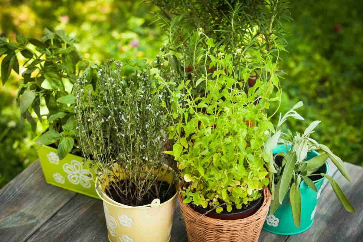 Spring Gardening for Body and Mind: Bloom Where You're Planted 1 spring gardening
