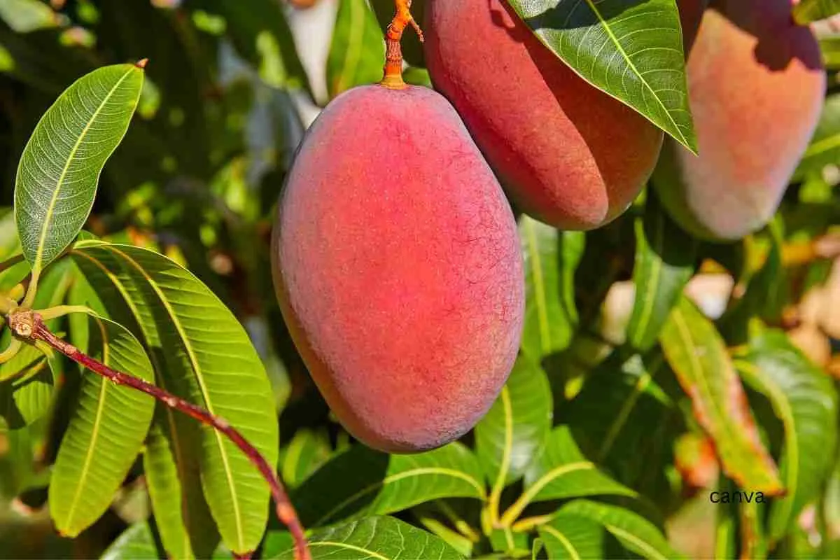 Embrace the Caribbean Summer with June's Seasonal Produce Guide