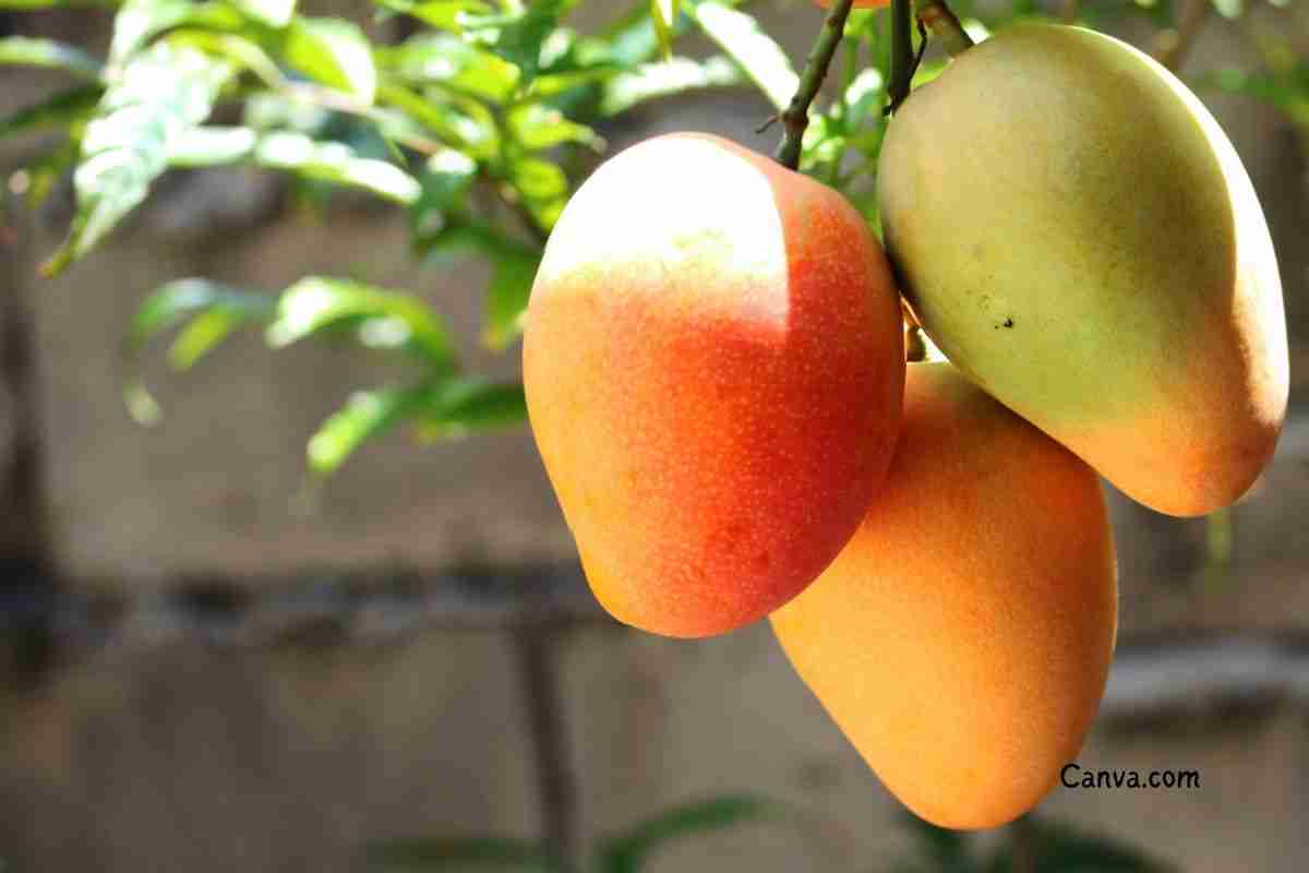 Mango: How to Freeze, Ripen, and Store Like a Pro