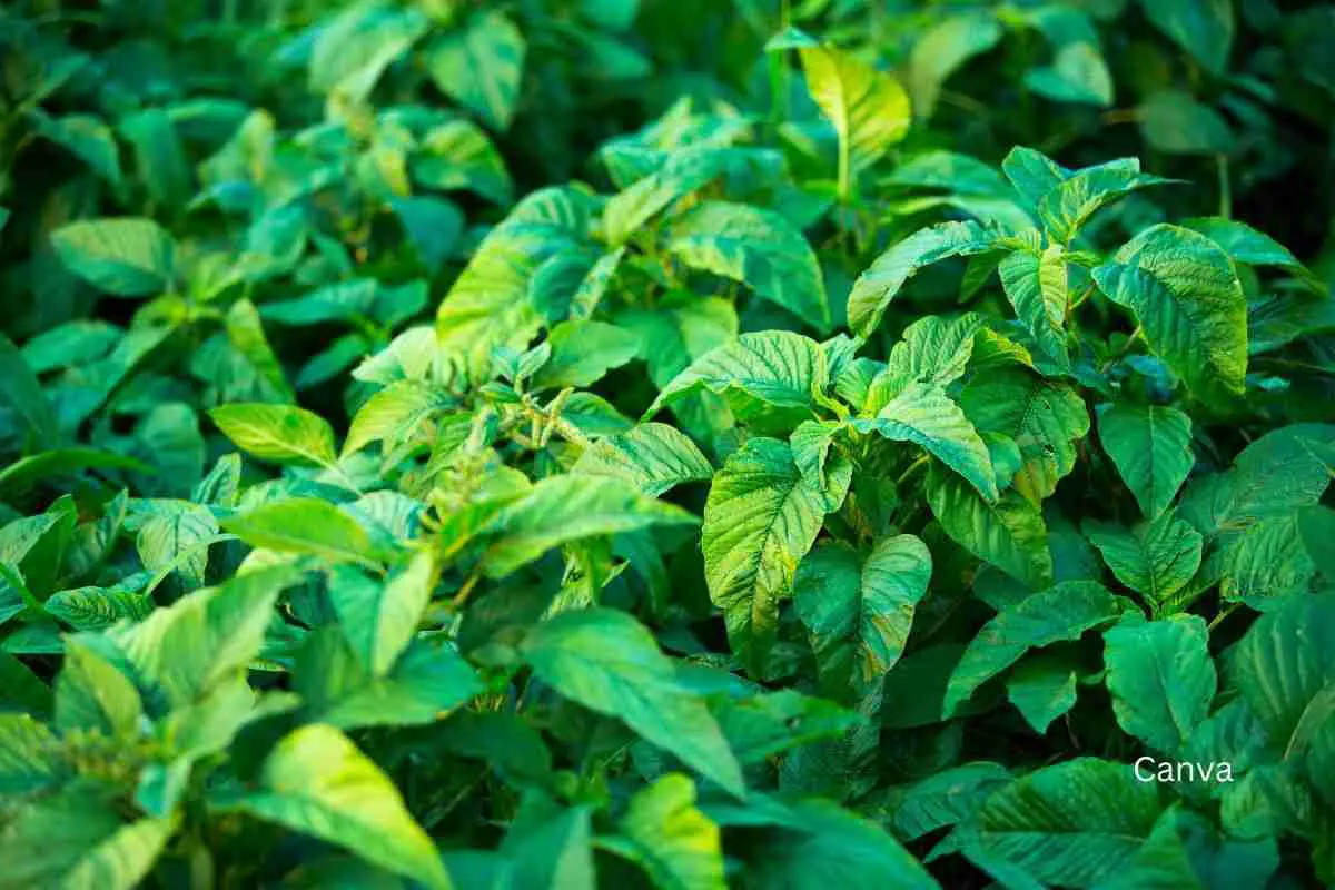 What is Callaloo, its health benefits, and how to cook it