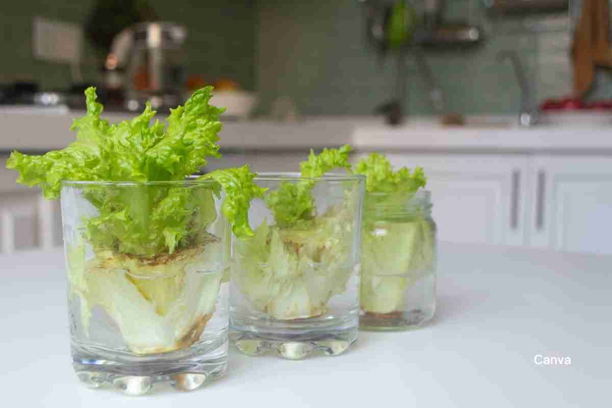 Food Scraps