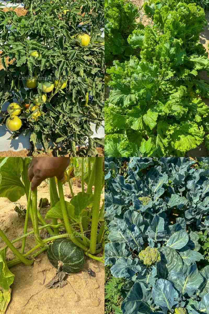Pick your own farm - produce