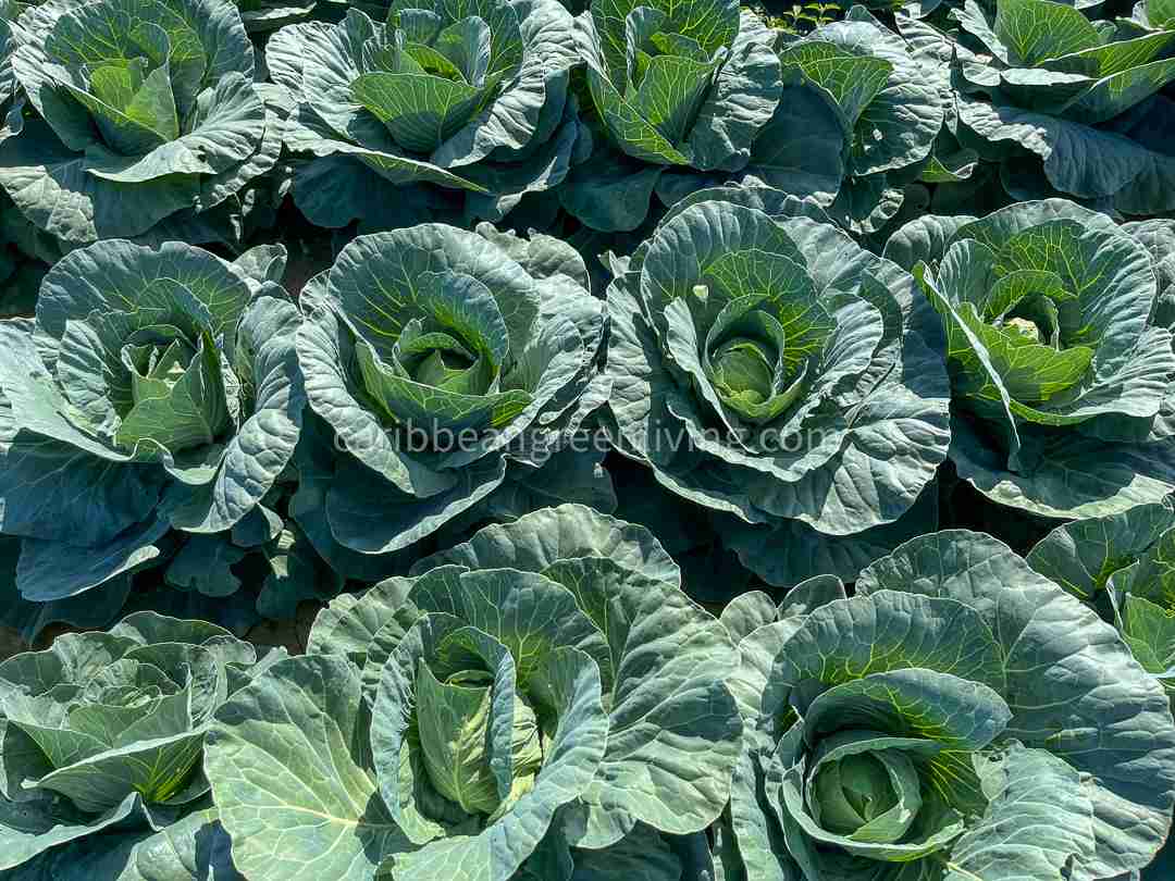 Pick your own farm - produce