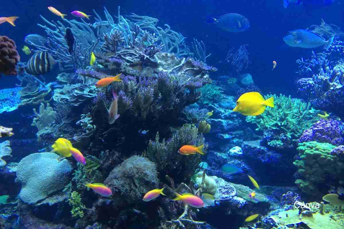 A Sustainable Seafood Lover's Guide to Making Informed Choices 1 A Sustainable Seafood Lover's Guide