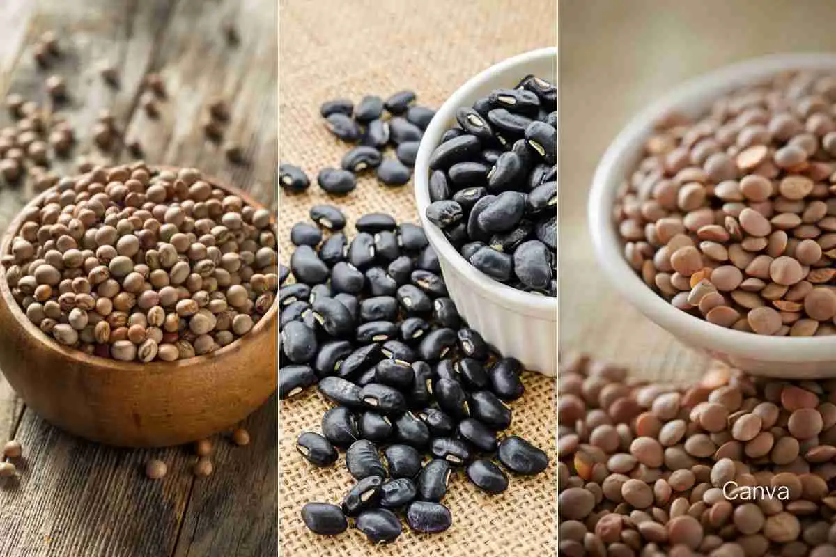 Plant-Based Protein Power: A Caribbean Twist with Legumes and Pulses