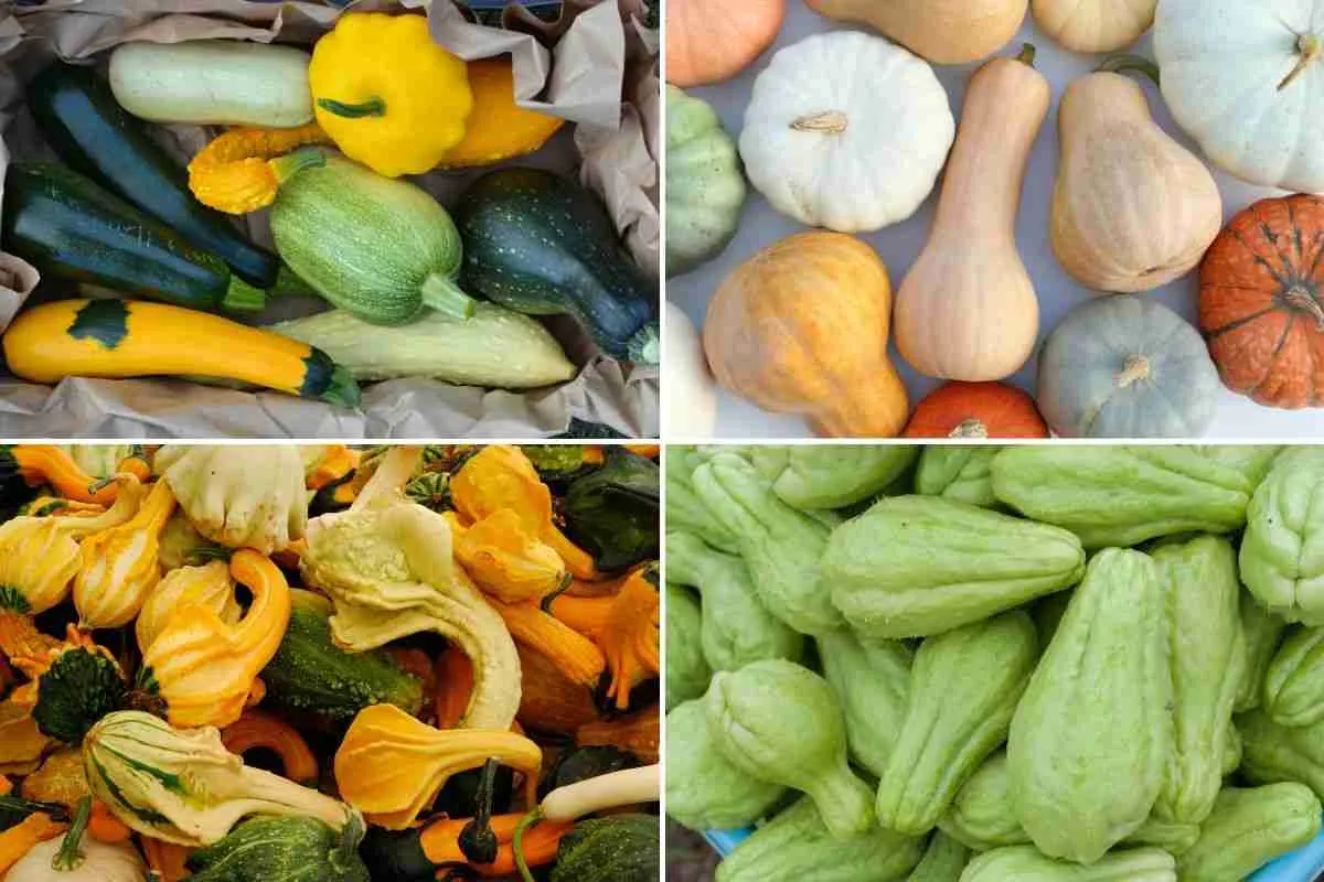 21 Types of Squash