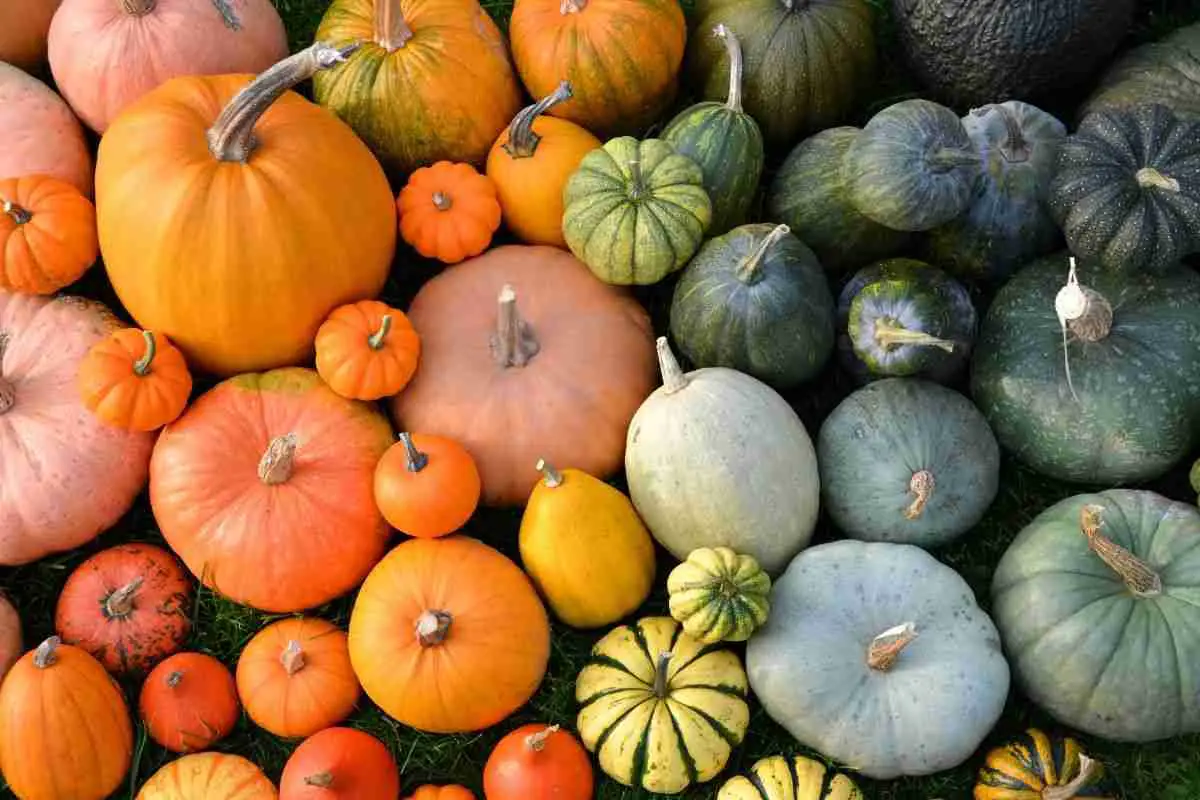 21 Types of Squash