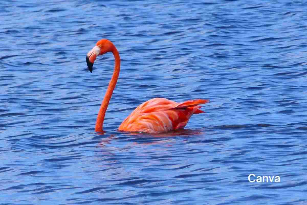 Escape to Nature's Haven: Explore 5 Hidden Eco-Paradises in the Caribbean 5 5 Hidden Eco-Paradises in the Caribbean- bonaire