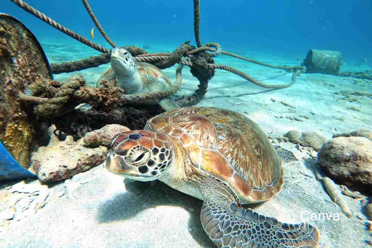 Escape to Nature's Haven: Explore 5 Hidden Eco-Paradises in the Caribbean 3 5 Hidden Eco-Paradises in the Caribbean- grenada
