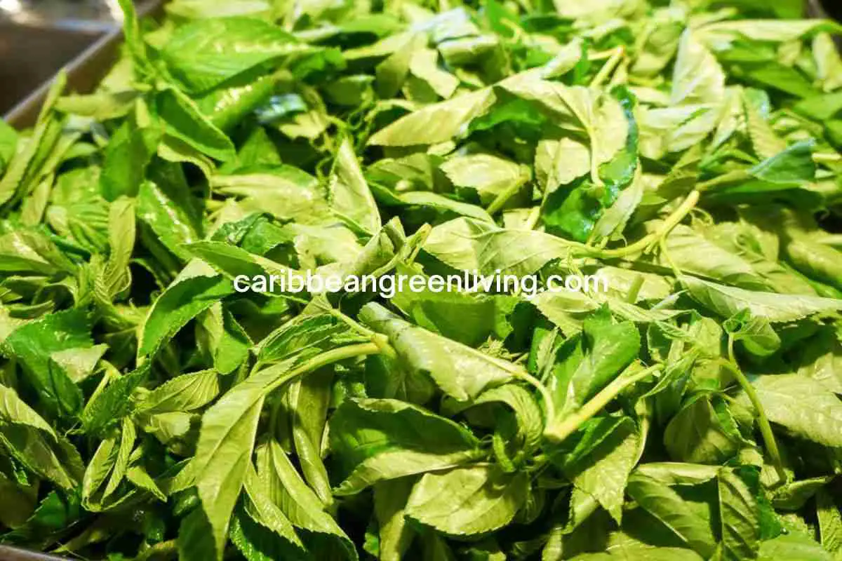 Fresh Lalo or Jute Leaves