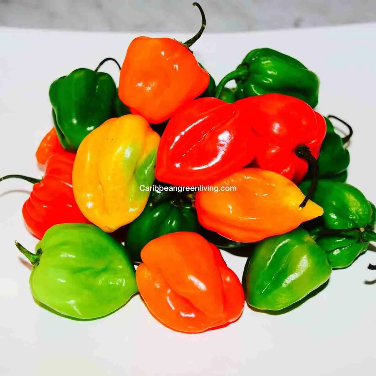 Hot Peppers for Pikliz
