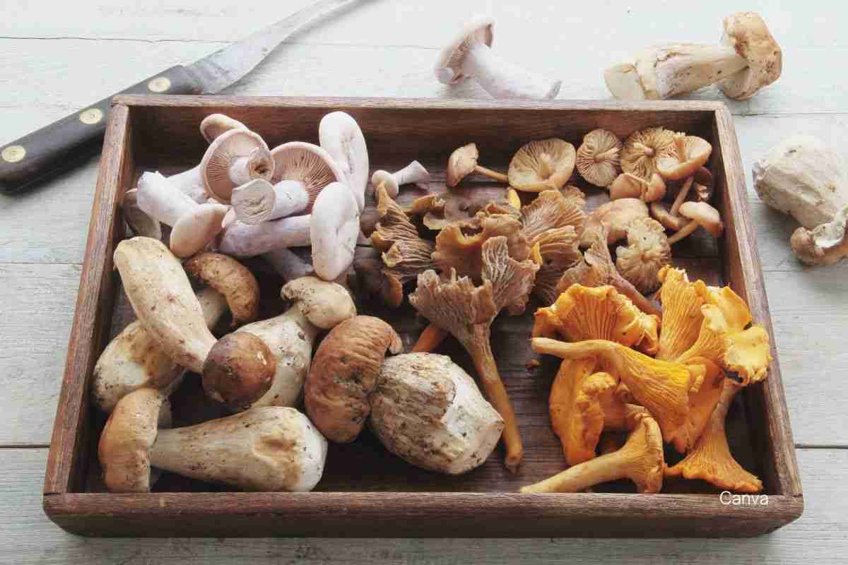 Mushrooms