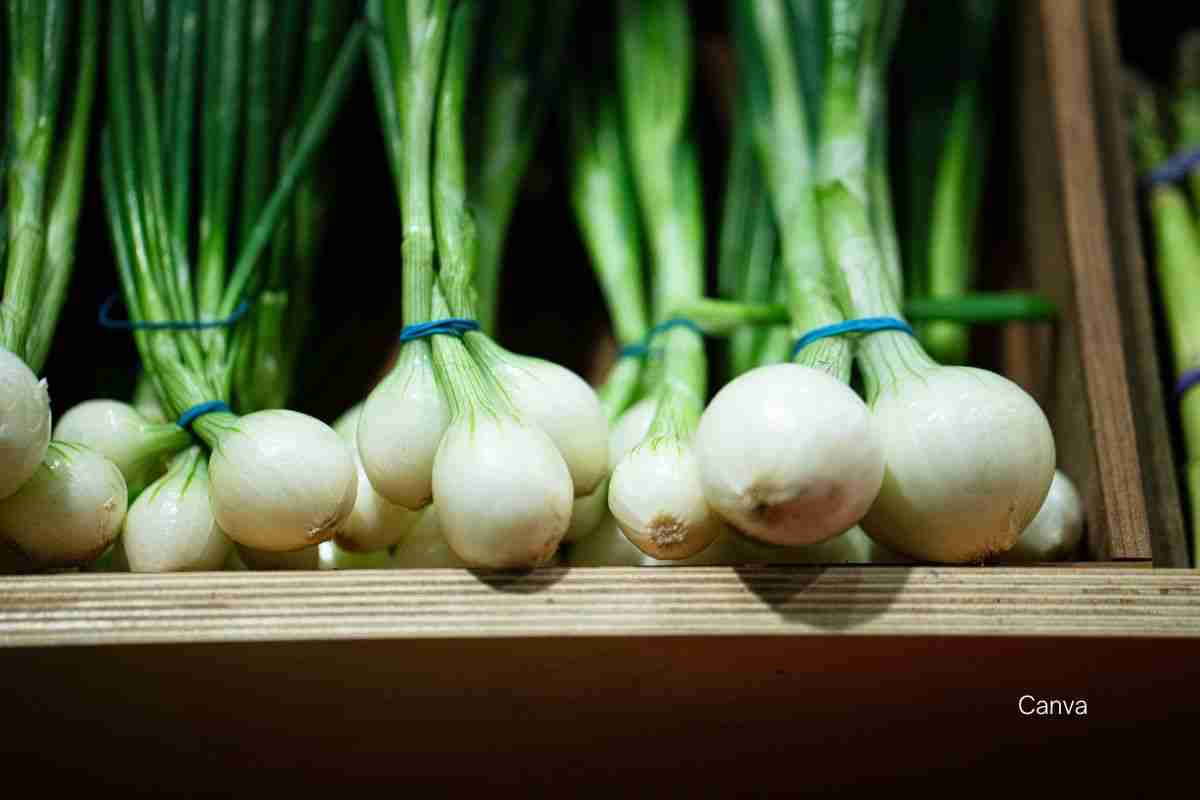 Scallions vs_ Green Onions - Green Onions