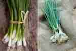 Scallions vs Green Onions