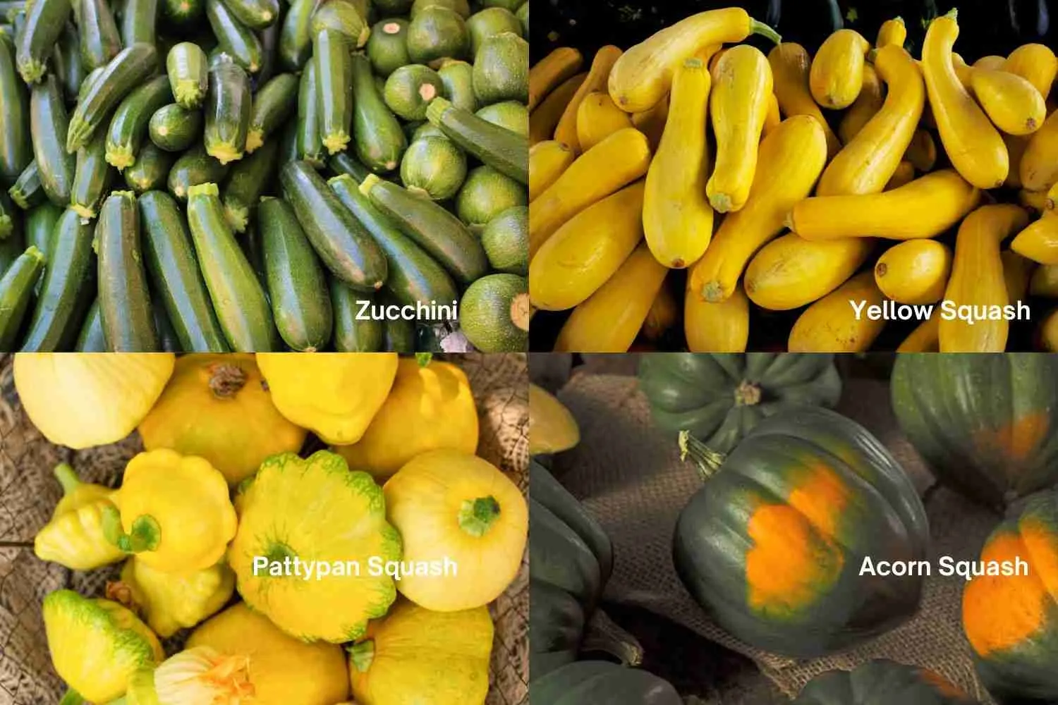 Summer Squash