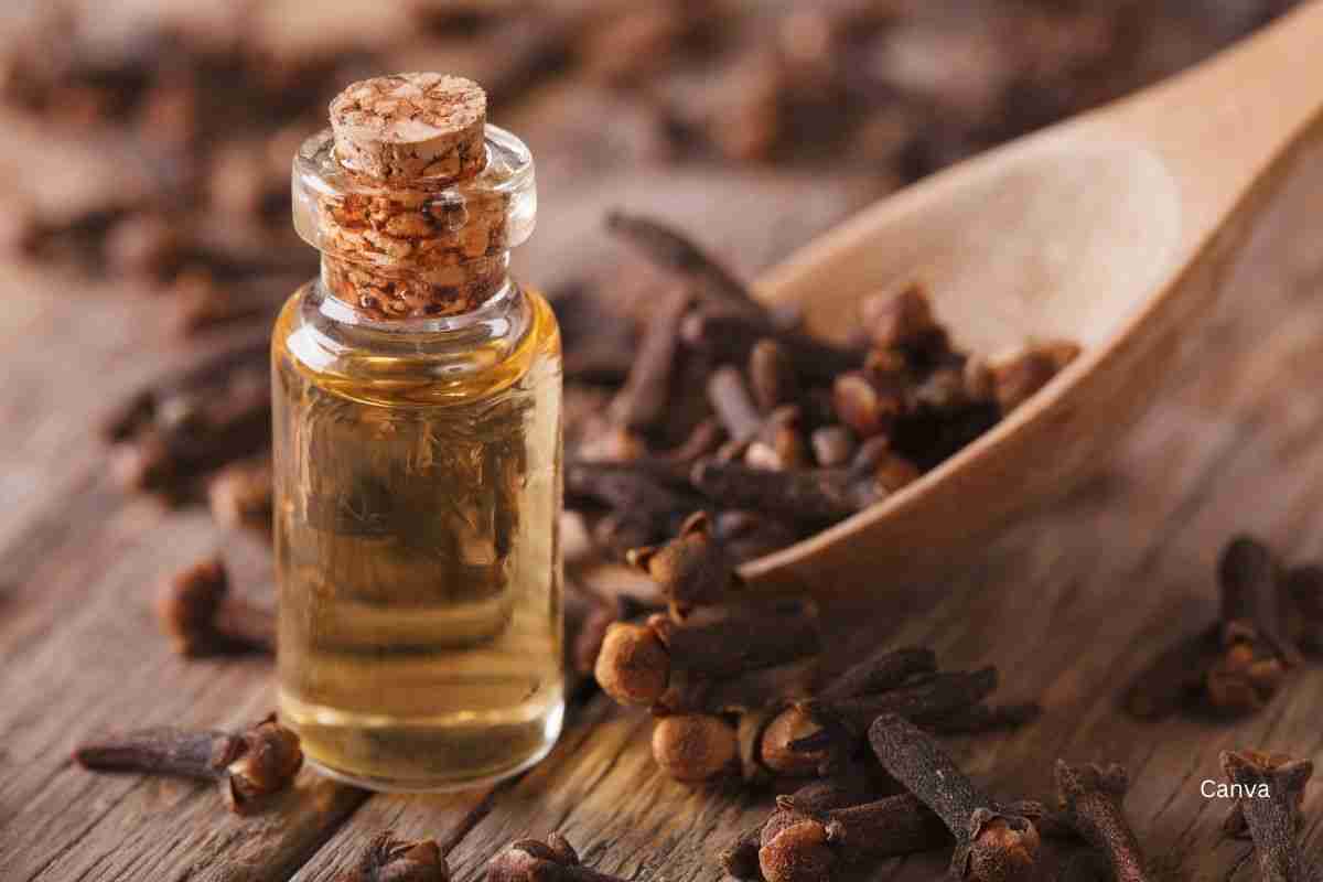 Whole Cloves in Your Cooking and Health