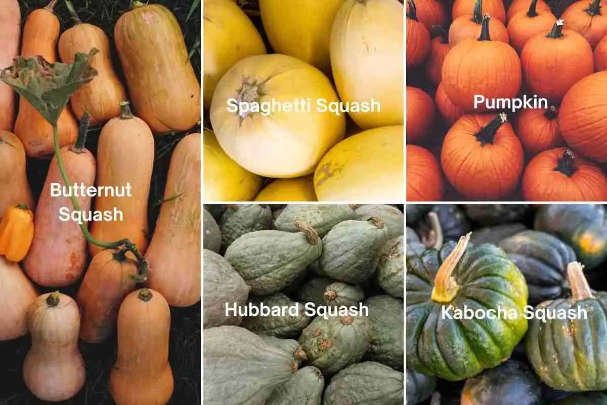 Winter Squash