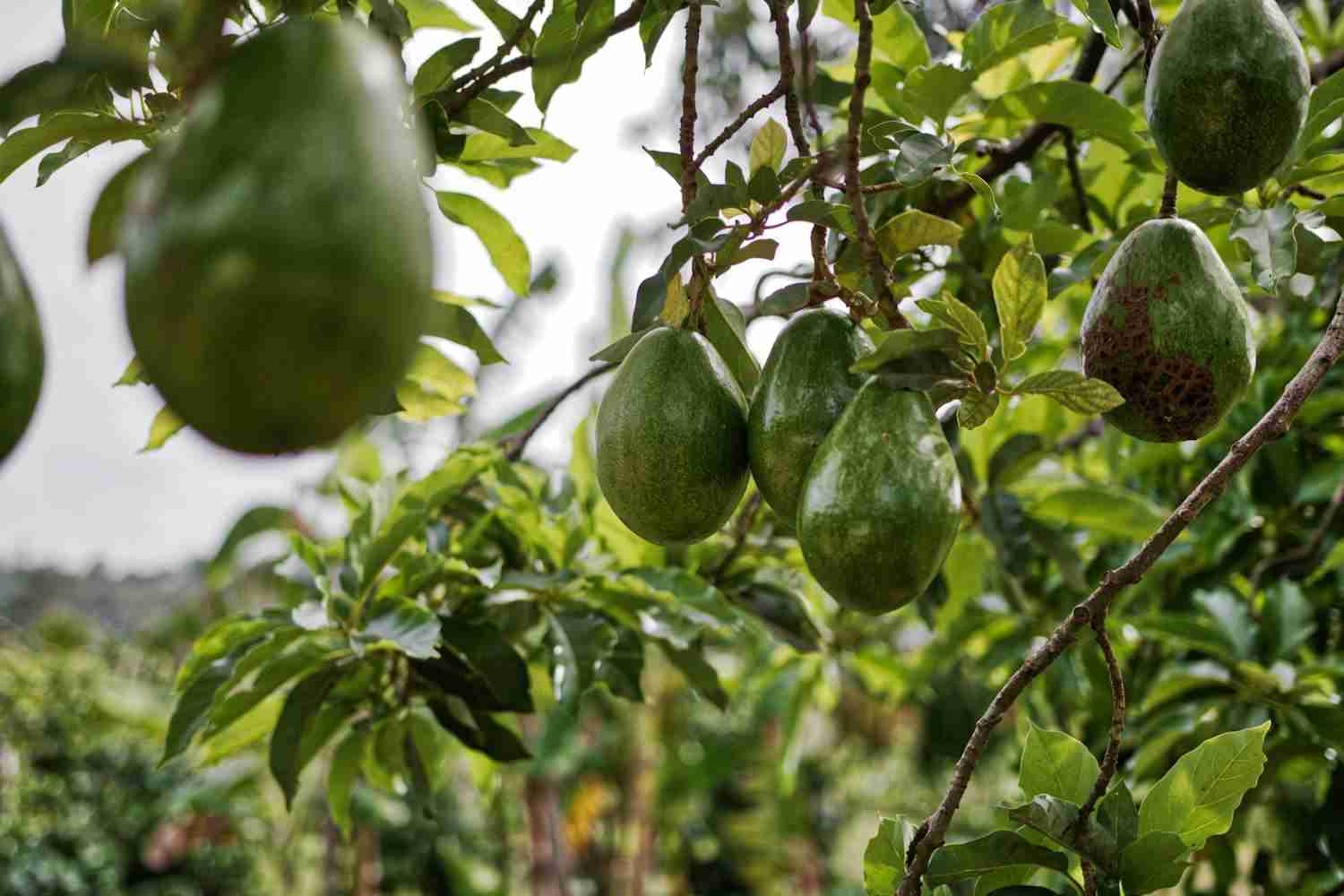 The Incredible Health Benefits of Avocados: Boost Your Well-being with this Superfood 1 Avocado Fruits Hanging on Tree - Health Benefits of Avocados