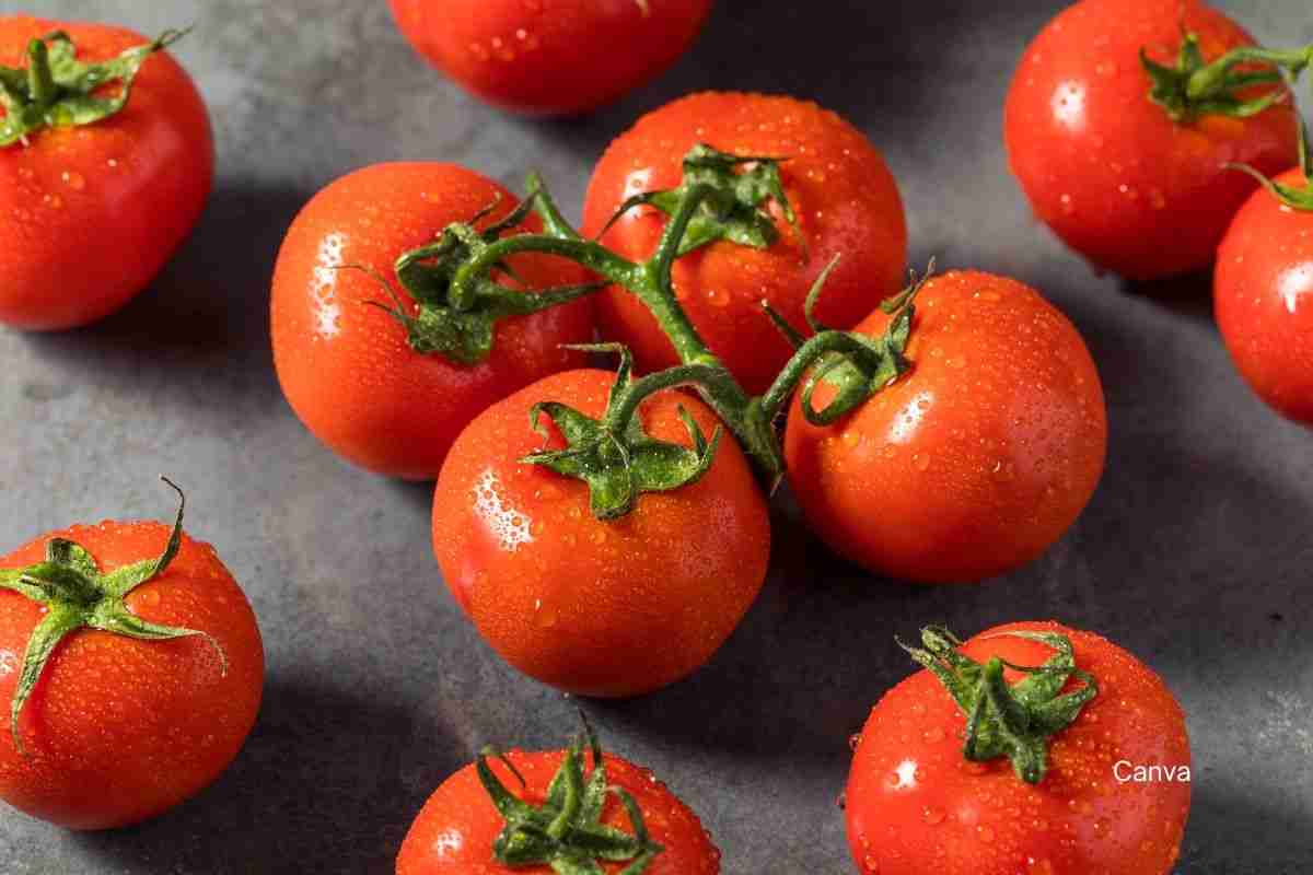 Homemade Spaghetti Sauce with Fresh Tomatoes 1 vine-ripened tomatoes