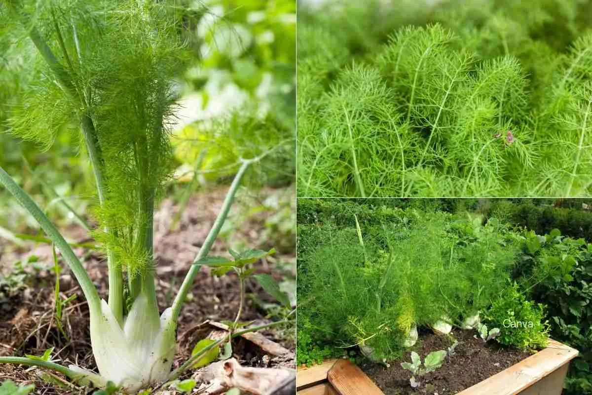 Fennel: Health Benefits, Culinary Uses, and How to Cook It