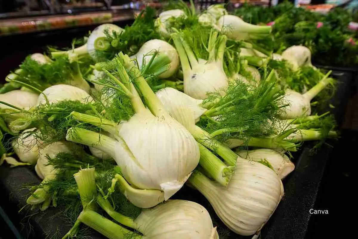 Fennel: a complete guide