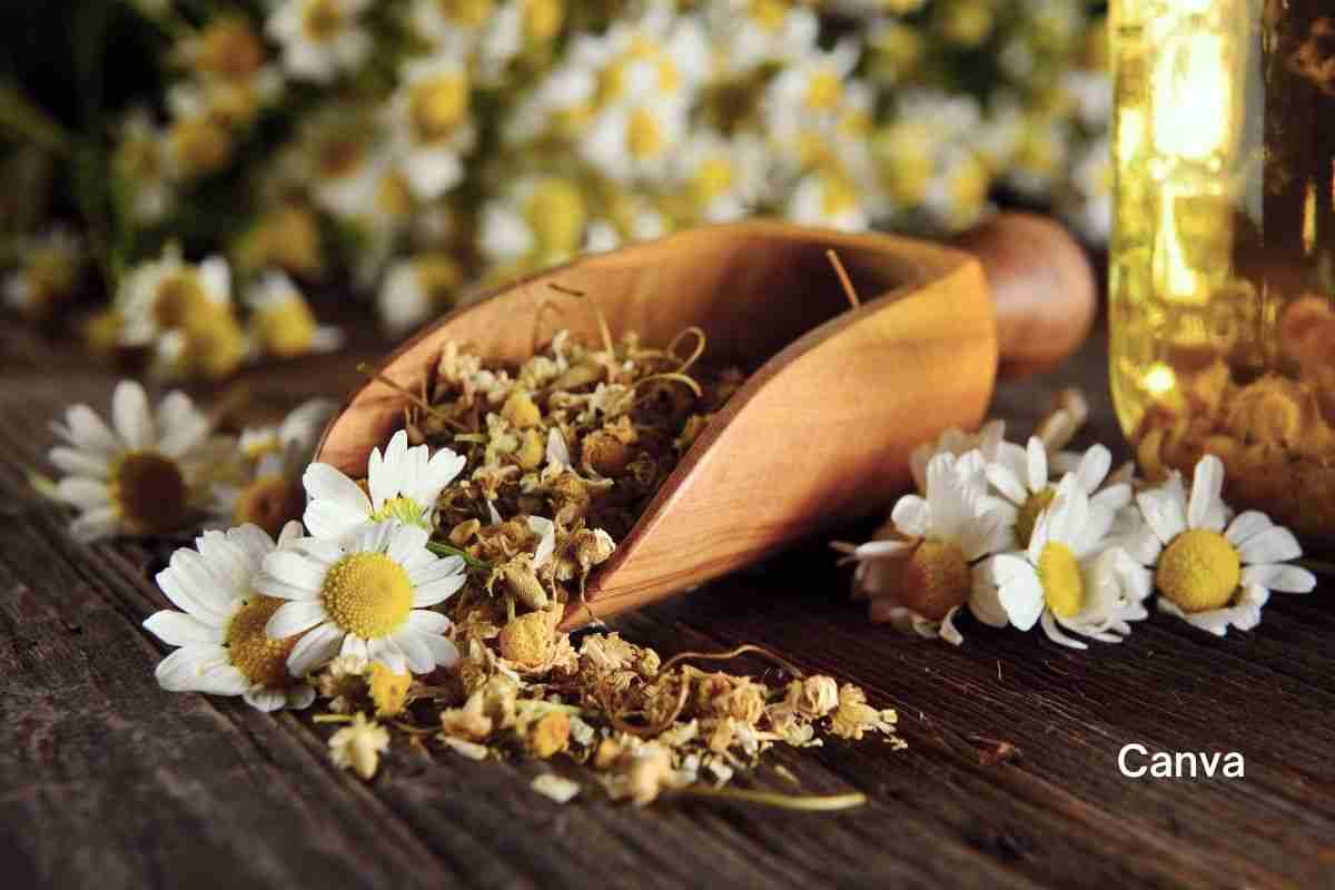 How to Make Chamomile Tea: A Soothing and Easy Recipe 3 Chamomile Tea
