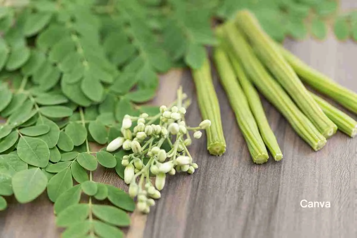 Moringa, benefits and uses