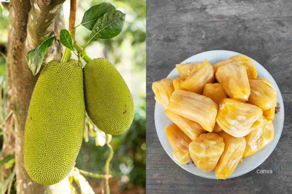 jackfruit
