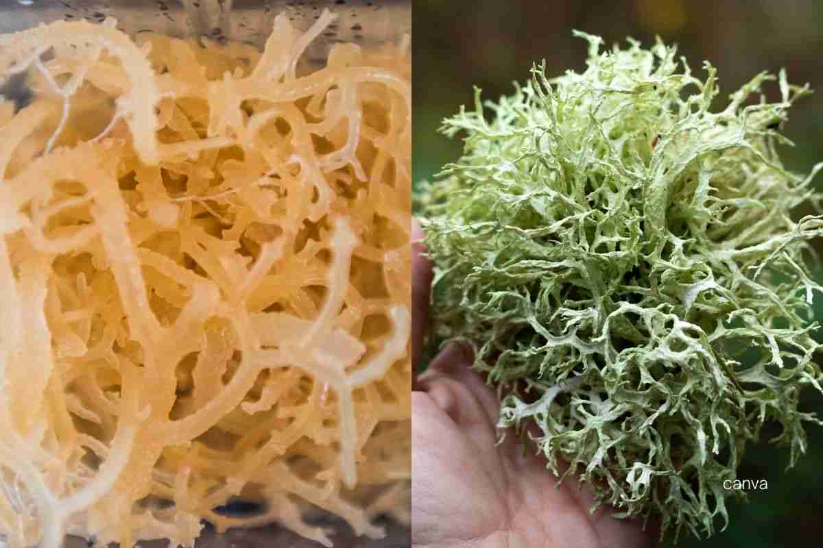 sea moss